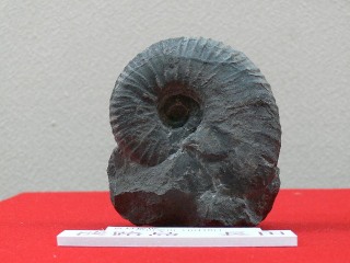 �t���[��